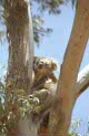 koala at Anakie Gorge, near Melbourne