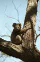 koala at Anakie Gorge, near Melbourne