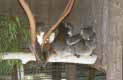 marsupials at Cleland Zoo, near Adelaide