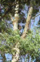 koalas at Cleland NP, near Adelaide