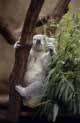 zoo koalas at Duisburg, Germany