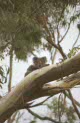 koala at Mt Eccles NP, Australia