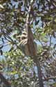 koalas at Lemon Tree Passage, Australia