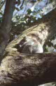koala at Lemon Tree Passage