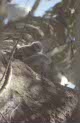 koalas at Lemon Tree Passage