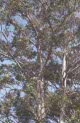 koalas at Lemon Tree Passage