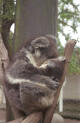 koala and joey at Lemon Tree Passage, Australia