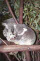 zoo koalas at Lone Pine, Brisbane, Australia