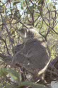koalas at Magnetic island
