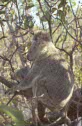 koalas at Magnetic island, Australia