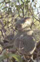 koalas at Magnetic island, Australia