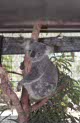 koala at Magnetic island, Australia