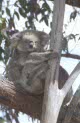 zoo koalas at Mole Creek, Tasmania
