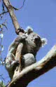 zoo koalas at Phillip Island, near Melbourne, Australia