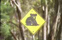 koala on tree sign